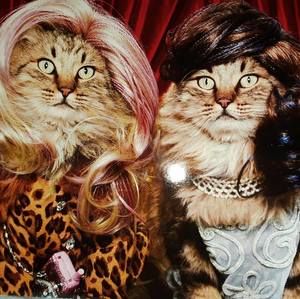 Meet your Posher, Sandy